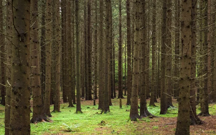 Defrișările ilegale și poluarea pun în pericol biodiversitatea României: Ce soluții propun experții