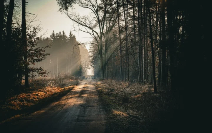 Drum forestier construit ilegal în Pădurea Băneasa: Investigația Ministerului Mediului scoate la iveală nereguli grave