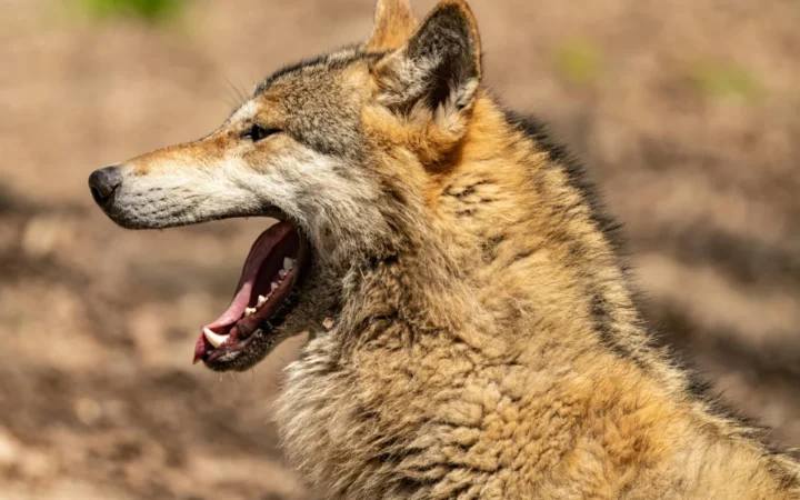 Femeie mușcată de un lup în Germania după ce a încercat să salveze animalul – Primul atac de la reintroducerea speciei