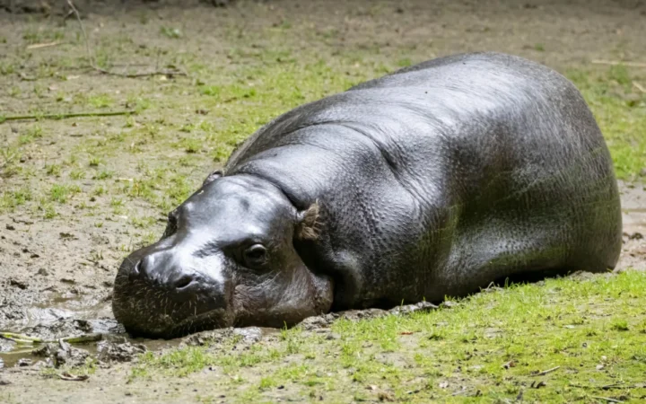 Un bărbat misterios pătrunde ilegal în țarcul hipopotamului Moo Deng la grădina zoologică din Thailanda: imaginile devin virale