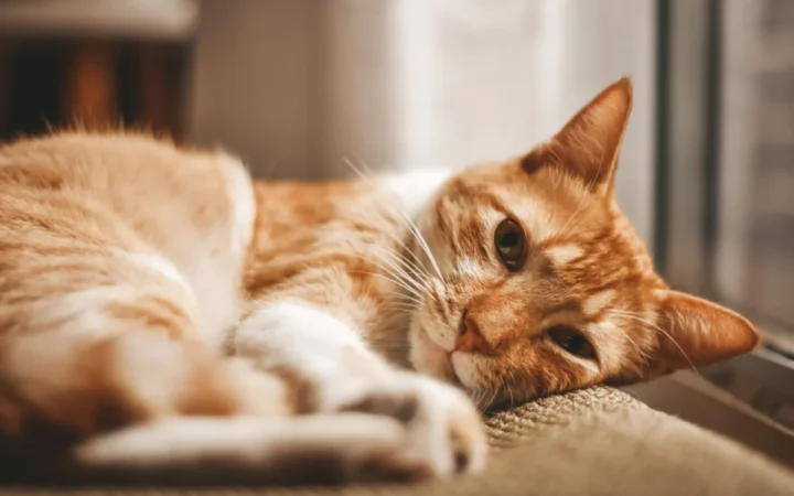 O pisică roșcată întrerupe finalul piesei „Romeo și Julieta” și provoacă hohote de râs în loc de lacrimi