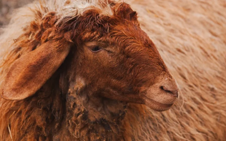 Restricții dure la exportul de ovine: România, blocată de decizia Comisiei Europene