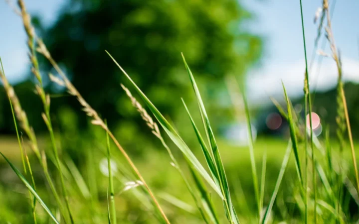 Ce să NU faci după tunderea gazonului vara: Sfatul expertului BBC Monty Don pentru o peluză sănătoasă