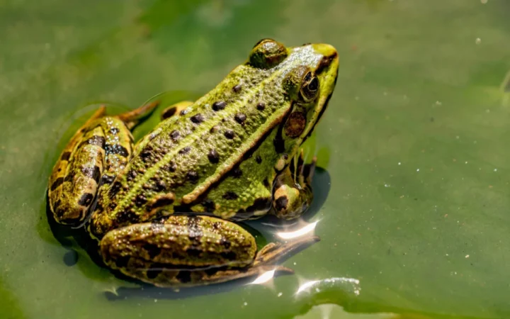 O nouă specie de broască descoperită printre tufele de cafea din Costa Rica!