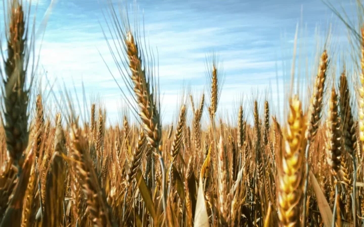 Prețurile cerealelor explodează: Ucraina sub asediu, iar Constanța devine port strategic