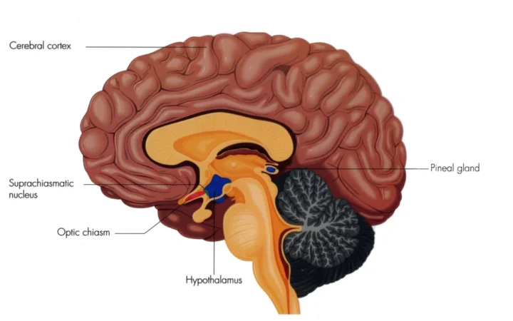 De ce ne trezim înainte de alarmă: cum ceasul intern și cortizolul anticipează trezirea