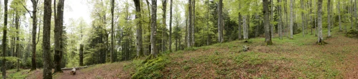 Biodiversitatea din România, amenințată de defrișări, urbanizare și poluare